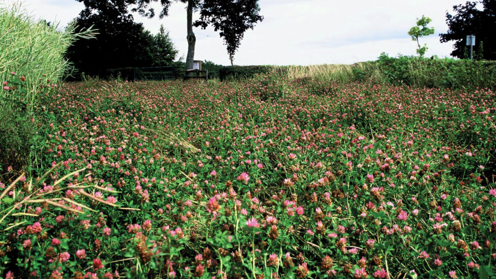 Red clover