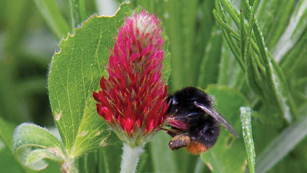 Bumblebee on crimson clover