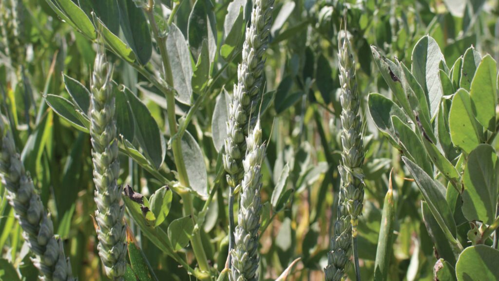 Bicrop of wheat and beans