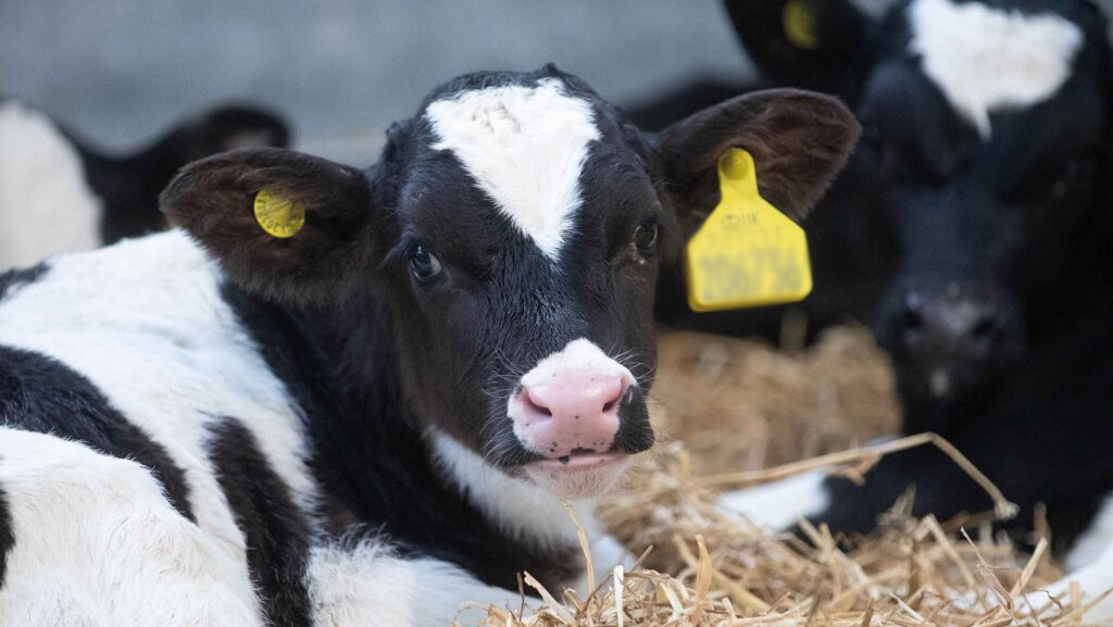 Calf in calving shed